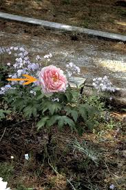 Attēlu rezultāti vaicājumam “Paeonia lactiflora flower”