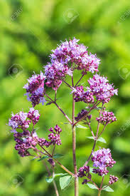 Attēlu rezultāti vaicājumam “Origanum vulgare flower”