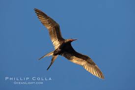 Image result for Fregata aquila