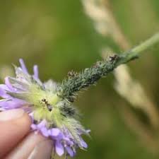 Attēlu rezultāti vaicājumam “Aphis confusa”