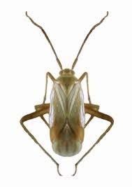 Attēlu rezultāti vaicājumam “Adelphocoris lineolatus imago”