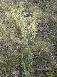 Attēlu rezultāti vaicājumam “Silene borysthenica flower”