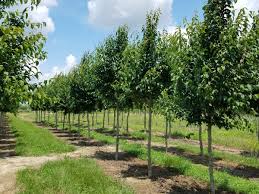 Attēlu rezultāti vaicājumam “Carpinus caroliniana”