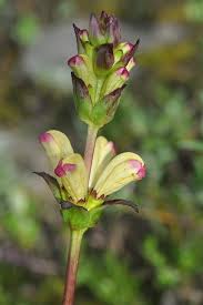 Attēlu rezultāti vaicājumam “Pedicularis sceptrum-carolinum leaf”