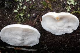 Attēlu rezultāti vaicājumam “Postia fragilis”