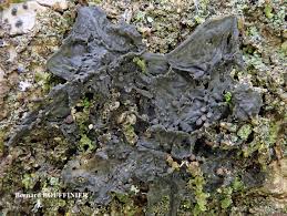 Attēlu rezultāti vaicājumam “Collema”