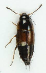 Attēlu rezultāti vaicājumam “Tachyporus sp.”