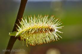 Attēlu rezultāti vaicājumam “Salix caprea fruit”