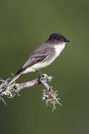 Image result for Sayornis phoebe