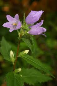 Image result for Campanula trachelium