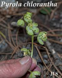 Attēlu rezultāti vaicājumam “Pyrola chlorantha”
