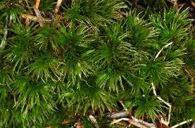 Attēlu rezultāti vaicājumam “Dicranum undulatum”