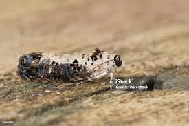 Attēlu rezultāti vaicājumam “Hedya salicella”