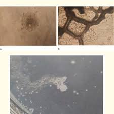 Attēlu rezultāti vaicājumam “Fuligo candida plasmodium”