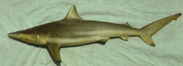 Image result for Carcharhinus isodon