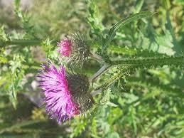 Attēlu rezultāti vaicājumam “Carduus crispus”