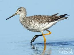 Image result for Tringa melanoleuca