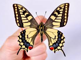Attēlu rezultāti vaicājumam “Papilio machaon upperside”