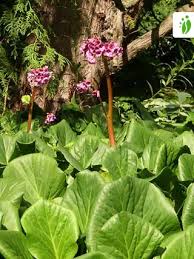 Attēlu rezultāti vaicājumam “Bergenia crassifolia flower”