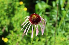 Image result for Echinacea pallida