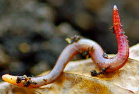 Attēlu rezultāti vaicājumam “Lumbricidae”