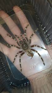 Znalezione obrazy dla zapytania geniculata