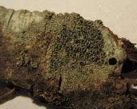 Attēlu rezultāti vaicājumam “Lecanora allophana”