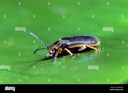 Attēlu rezultāti vaicājumam “Galerucella nymphaeae”