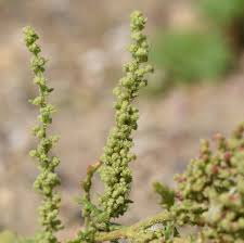 Image result for Chenopodium botrys