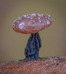 Attēlu rezultāti vaicājumam “Lycogala cf. fossiculatum macro”