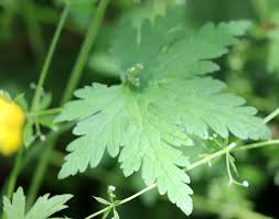 Attēlu rezultāti vaicājumam “Geranium pratense bud”