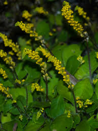 Attēlu rezultāti vaicājumam “Polygalaceae”