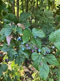 Attēlu rezultāti vaicājumam “Ampelopsis glandulosa var. brevipedunculata”
