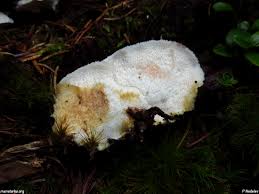 Attēlu rezultāti vaicājumam “Postia fragilis”