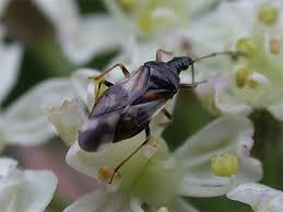 Attēlu rezultāti vaicājumam “Anthocoris nemorum”
