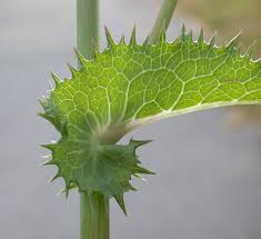 Attēlu rezultāti vaicājumam “Sonchus asper leaf”