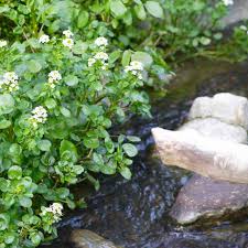 Image result for Brunnenkresse