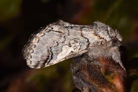 Attēlu rezultāti vaicājumam “Diloba caeruleocephala”