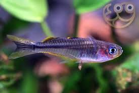 Attēlu rezultāti vaicājumam “Polypogon tentacularius male”