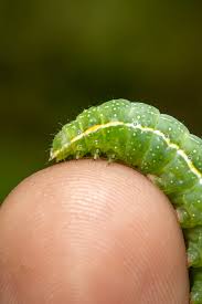 Attēlu rezultāti vaicājumam “Shargacucullia scrophulariae larva”