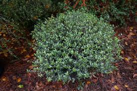 Attēlu rezultāti vaicājumam “Conardia compacta”