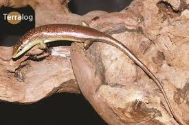 Risultati immagini per dasia smaragdina