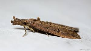 Attēlu rezultāti vaicājumam “Hypena rostralis”