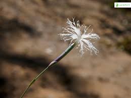 Attēlu rezultāti vaicājumam “Dianthus arenarius leaf”
