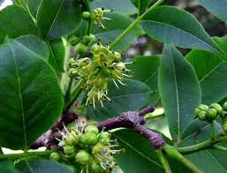 Attēlu rezultāti vaicājumam “Phellodendron amurense bud”
