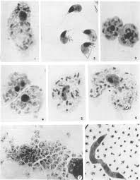 Attēlu rezultāti vaicājumam “Didymium xanthopus stalked”
