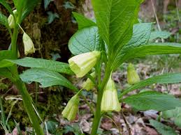 Attēlu rezultāti vaicājumam “Scopolia carniolica flower”