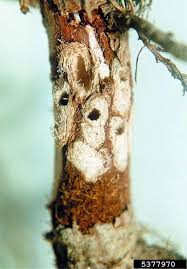 Attēlu rezultāti vaicājumam “Pissodes castaneus”