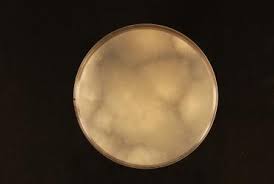 Attēlu rezultāti vaicājumam “Phlebiopsis gigantea”