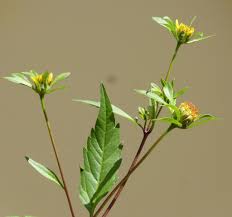 Attēlu rezultāti vaicājumam “Bidens frondosa flower”